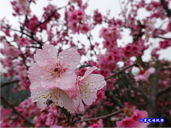 河津櫻-崴立機電櫻花公園 (7).jpg