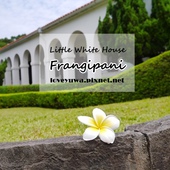 小白宮賞雞蛋花