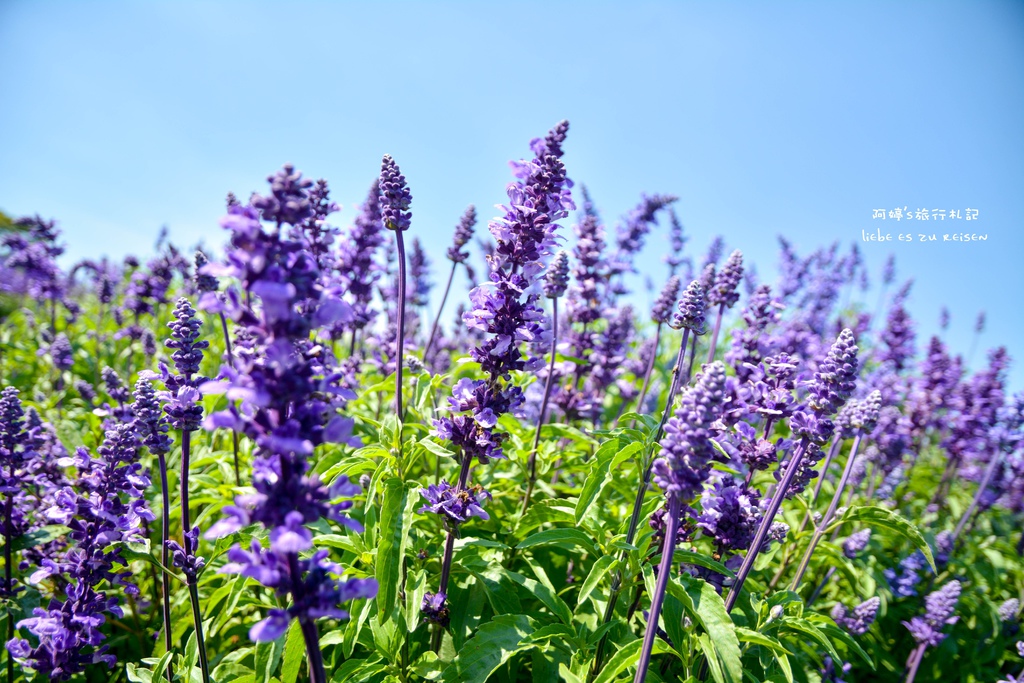 DSC_0688.jpg DSC_0688.jpg