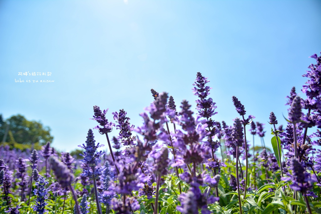 DSC_0684.jpg DSC_0684.jpg