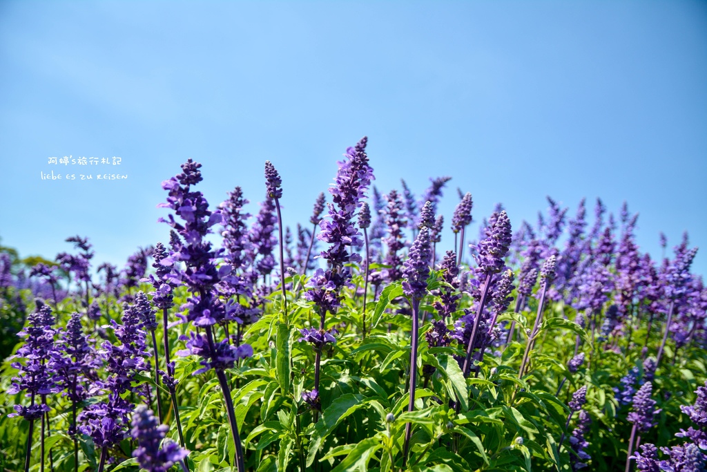 DSC_0690.jpg DSC_0690.jpg