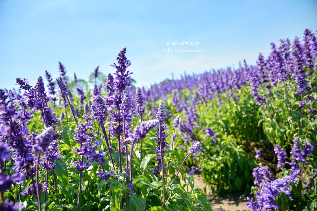 DSC_0696.jpg DSC_0696.jpg