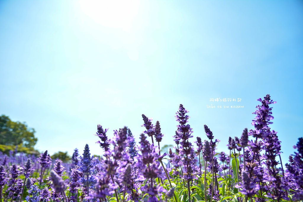 DSC_0685.jpg DSC_0685.jpg