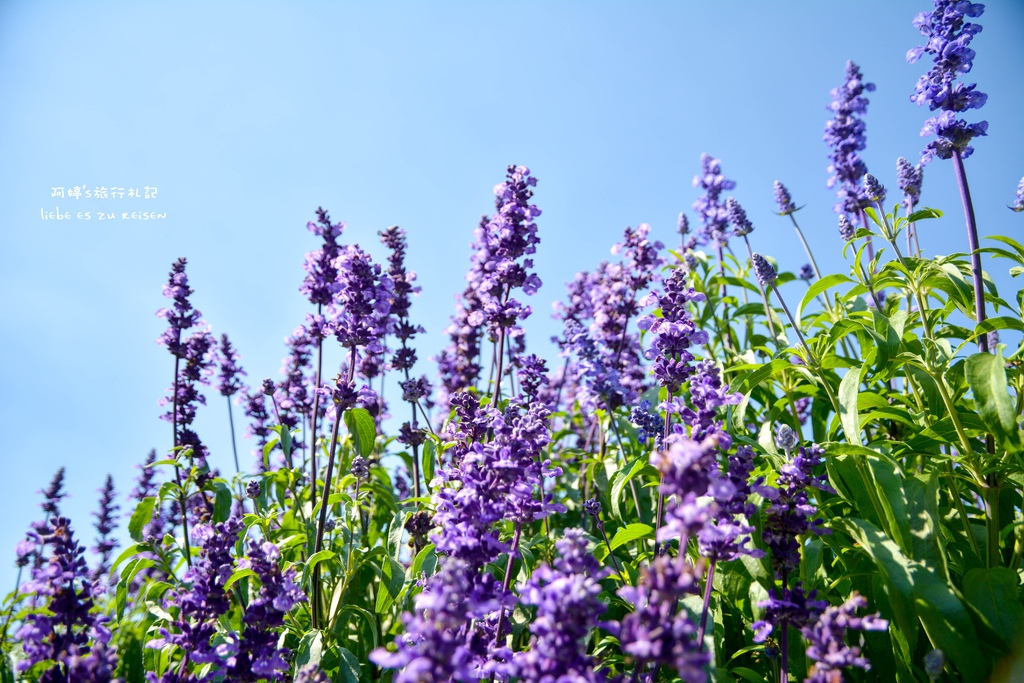 DSC_0700.jpg DSC_0700.jpg