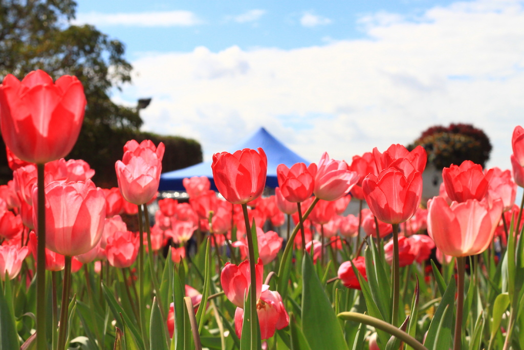 IMG_4694.JPG IMG_4694.JPG