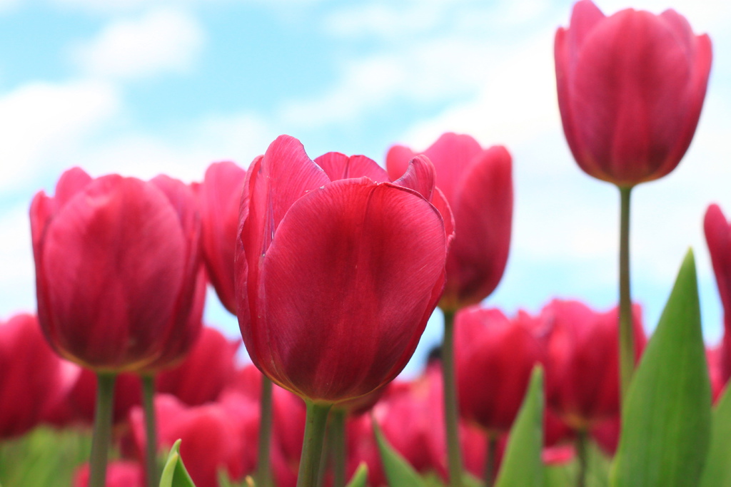 IMG_4730.JPG IMG_4730.JPG