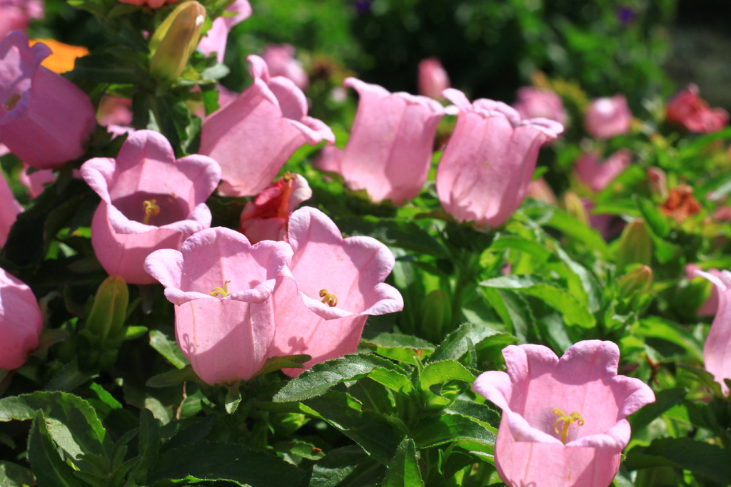 IMG_4669.JPG IMG_4669.JPG