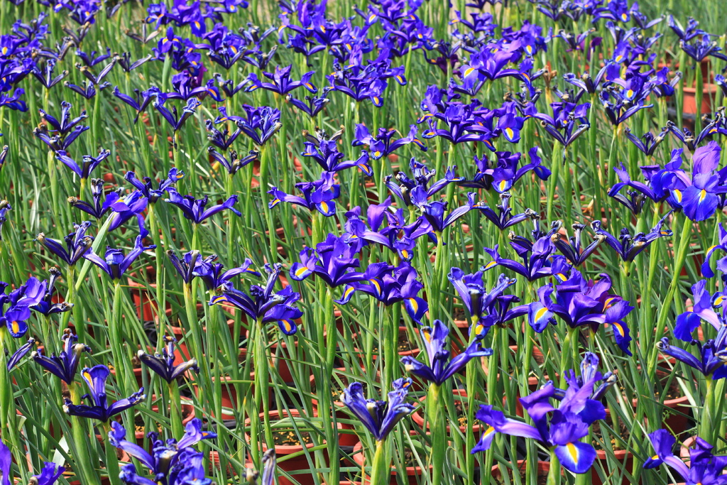 IMG_4689.JPG IMG_4689.JPG