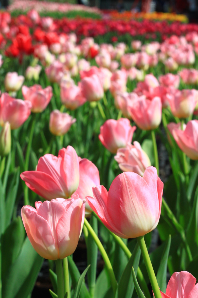 IMG_4684.JPG IMG_4684.JPG