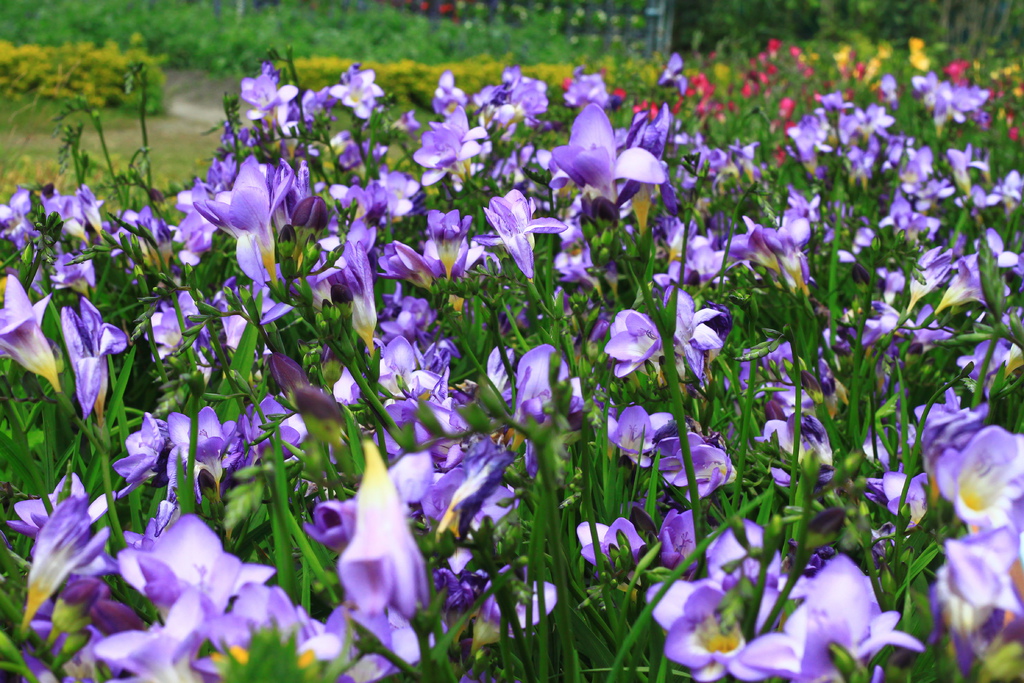 IMG_4723.JPG IMG_4723.JPG