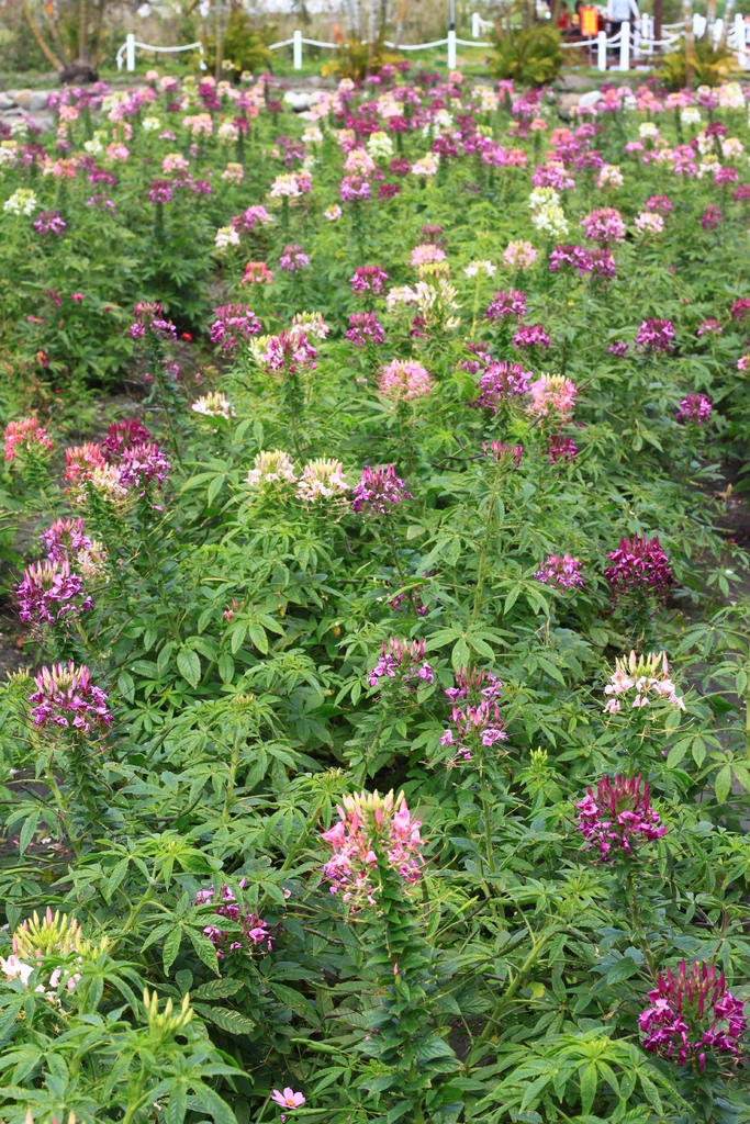 IMG_4712.JPG IMG_4712.JPG