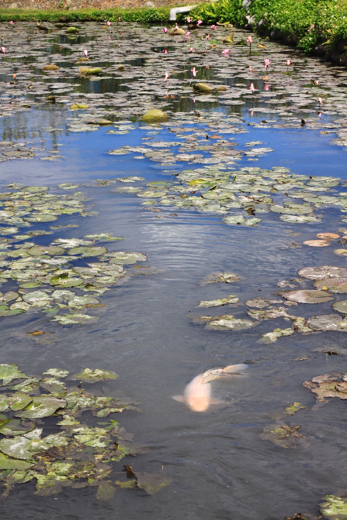 IMG_4703.JPG IMG_4703.JPG