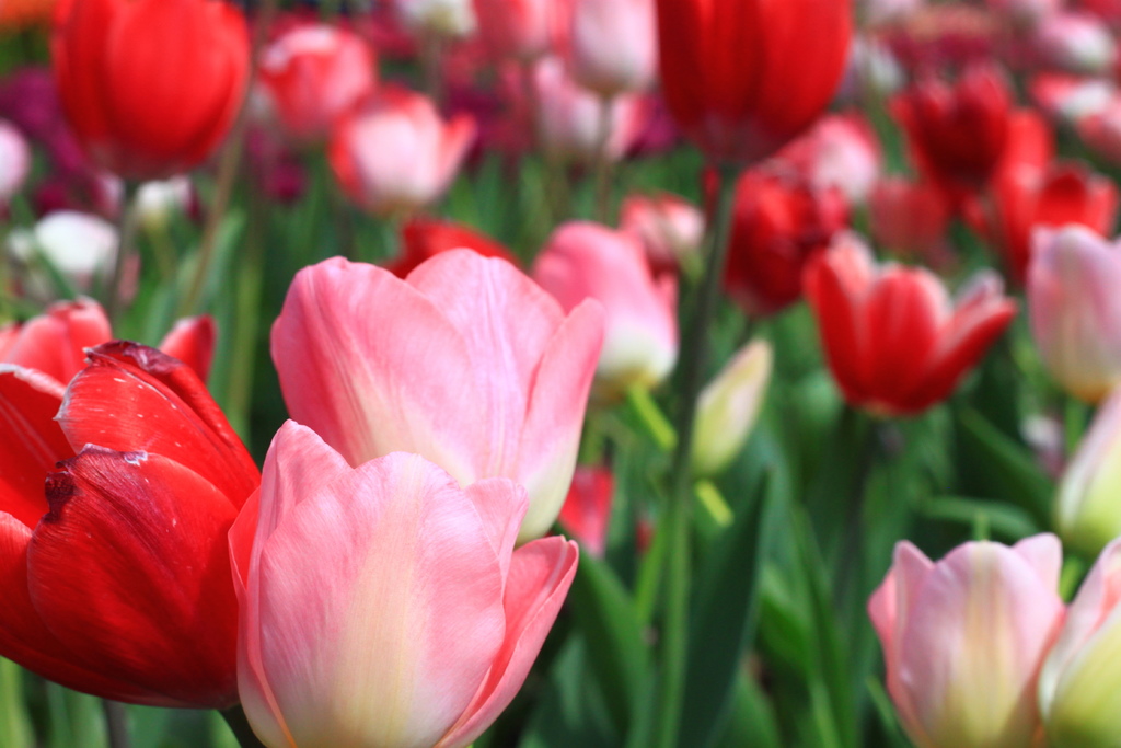 IMG_4686.JPG IMG_4686.JPG