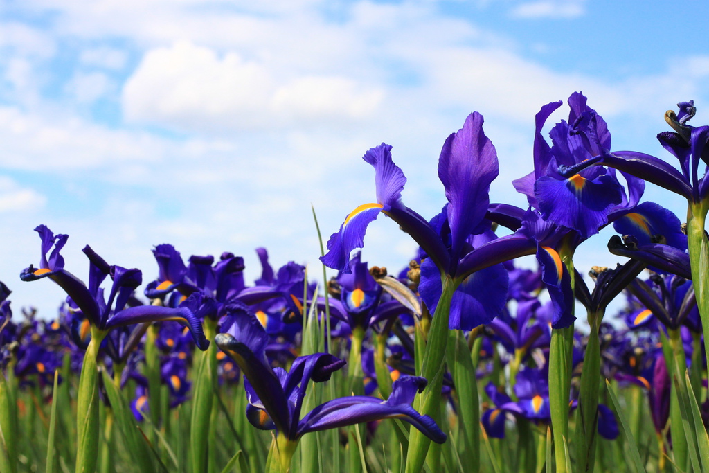 IMG_4690.JPG IMG_4690.JPG