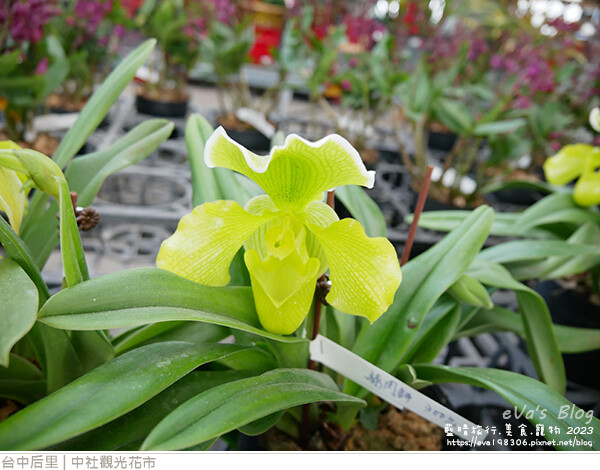 中社觀光花市-05.jpg 中社觀光花市-05.jpg