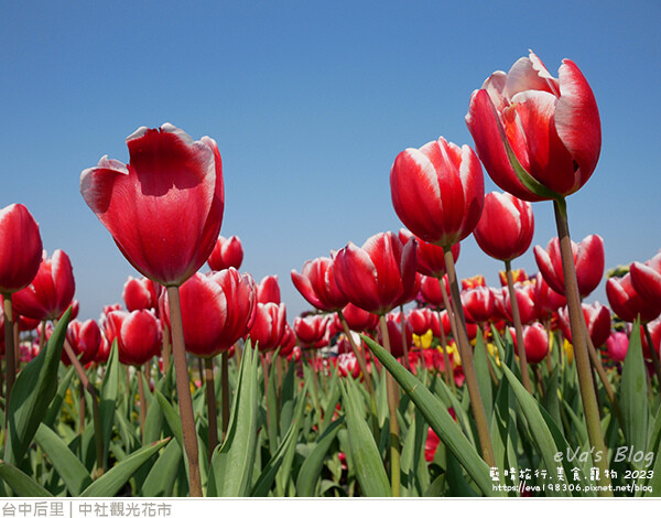 中社觀光花市-38.jpg 中社觀光花市-38.jpg
