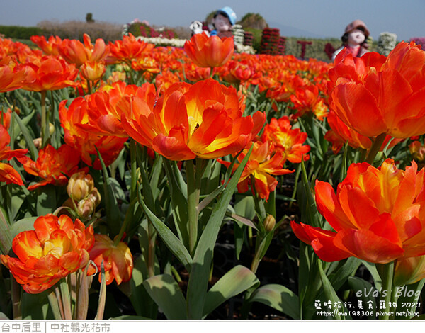 中社觀光花市-50.jpg 中社觀光花市-50.jpg