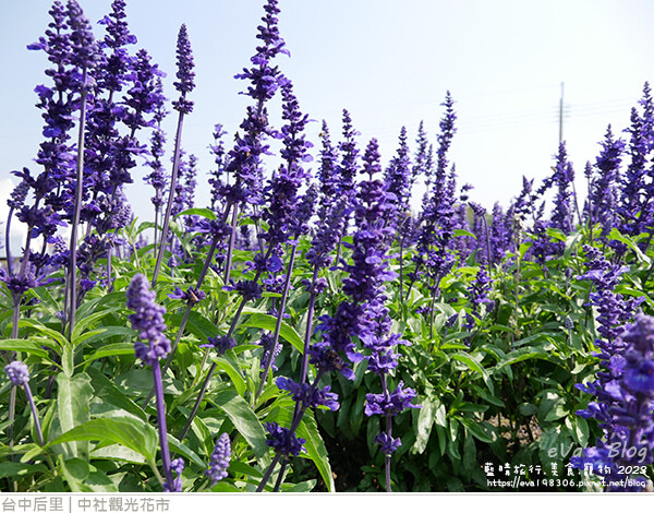 中社觀光花市-91.jpg 中社觀光花市-91.jpg