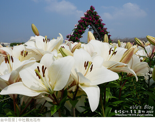 中社觀光花市-57.jpg 中社觀光花市-57.jpg