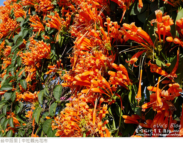 中社觀光花市-99.jpg 中社觀光花市-99.jpg
