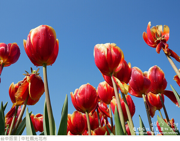 中社觀光花市-27.jpg 中社觀光花市-27.jpg