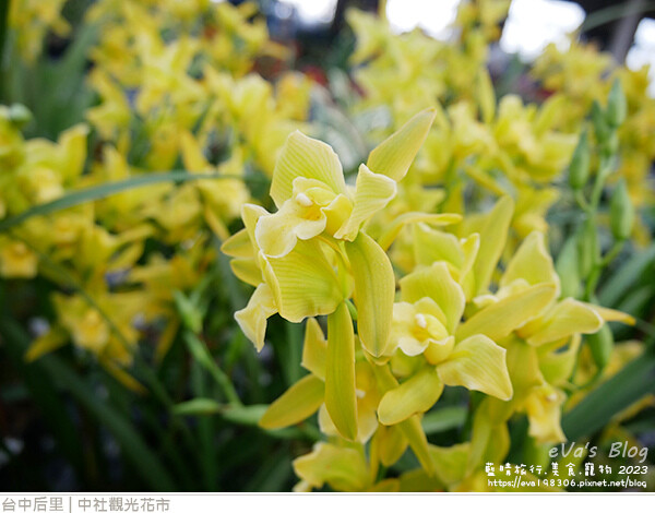 中社觀光花市-04.jpg 中社觀光花市-04.jpg