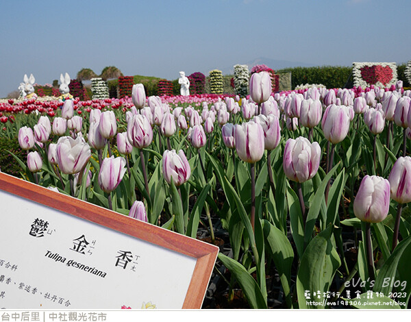 中社觀光花市-45.jpg 中社觀光花市-45.jpg