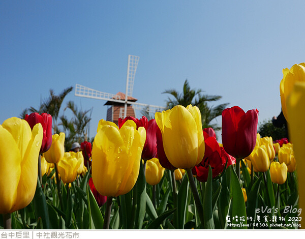 中社觀光花市-30.jpg 中社觀光花市-30.jpg