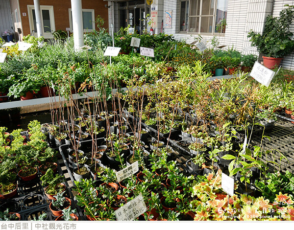 中社觀光花市-07.jpg 中社觀光花市-07.jpg