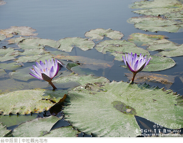 中社觀光花市-75.jpg 中社觀光花市-75.jpg