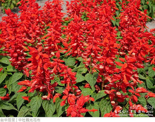 中社觀光花市-82.jpg 中社觀光花市-82.jpg