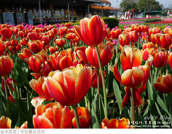 中社觀光花市-25.jpg 中社觀光花市-25.jpg