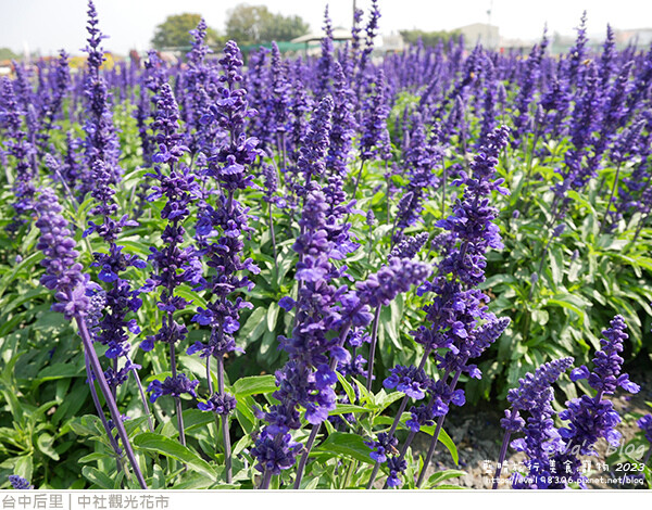 中社觀光花市-90.jpg 中社觀光花市-90.jpg