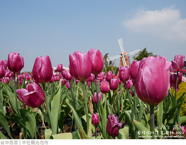 中社觀光花市-32.jpg 中社觀光花市-32.jpg