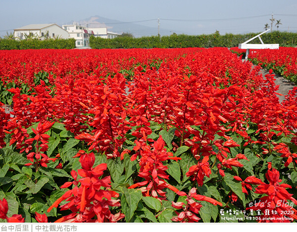 中社觀光花市-81.jpg 中社觀光花市-81.jpg