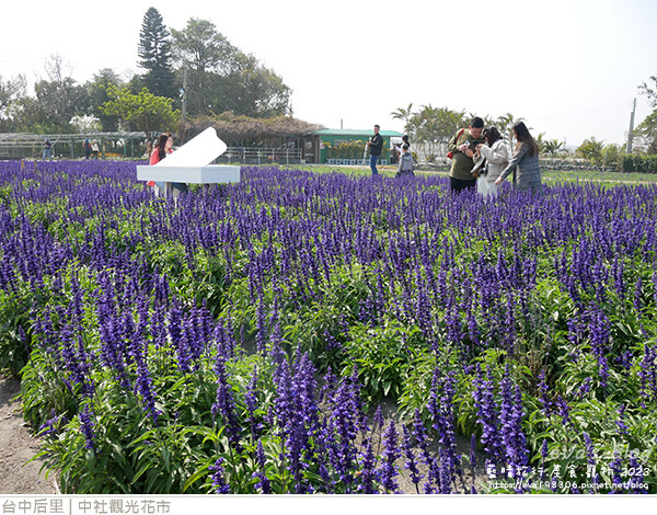 中社觀光花市-89.jpg 中社觀光花市-89.jpg