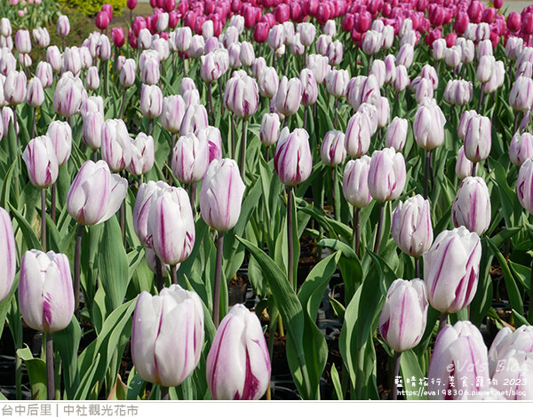 中社觀光花市-46.jpg 中社觀光花市-46.jpg