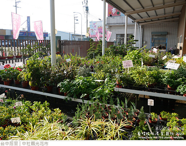 中社觀光花市-06.jpg 中社觀光花市-06.jpg