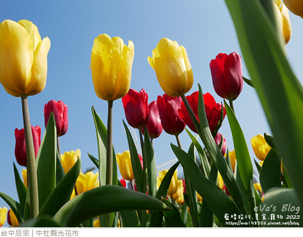 中社觀光花市-31.jpg 中社觀光花市-31.jpg