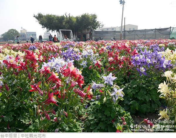 中社觀光花市-64.jpg 中社觀光花市-64.jpg