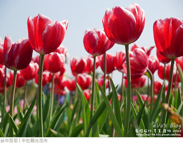 中社觀光花市-40.jpg 中社觀光花市-40.jpg