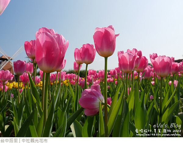 中社觀光花市-34.jpg 中社觀光花市-34.jpg