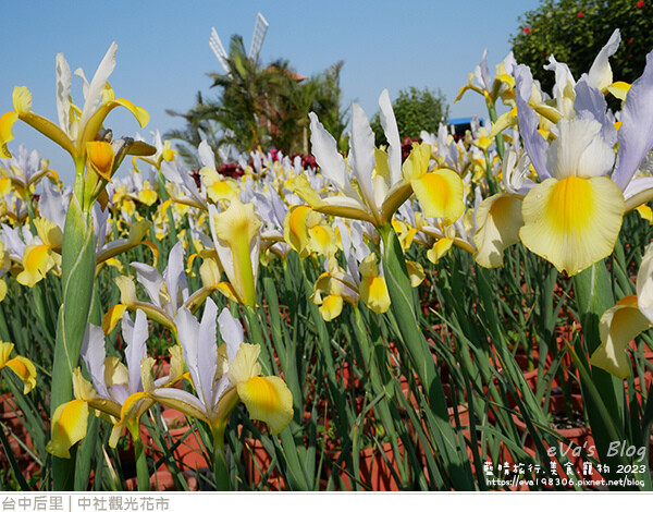 中社觀光花市-52.jpg 中社觀光花市-52.jpg