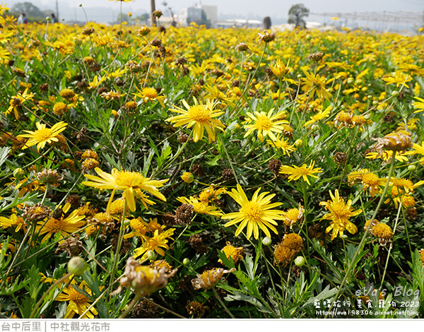 中社觀光花市-67.jpg 中社觀光花市-67.jpg