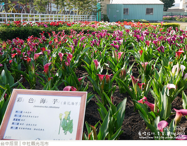 中社觀光花市-98.jpg 中社觀光花市-98.jpg