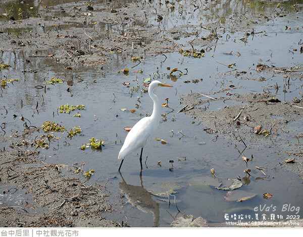 中社觀光花市-77.jpg 中社觀光花市-77.jpg