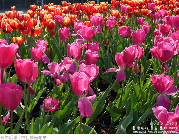 中社觀光花市-28.jpg 中社觀光花市-28.jpg