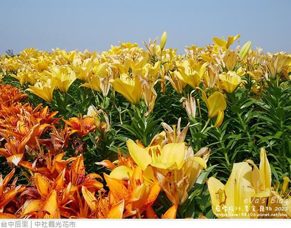中社觀光花市-56.jpg 中社觀光花市-56.jpg