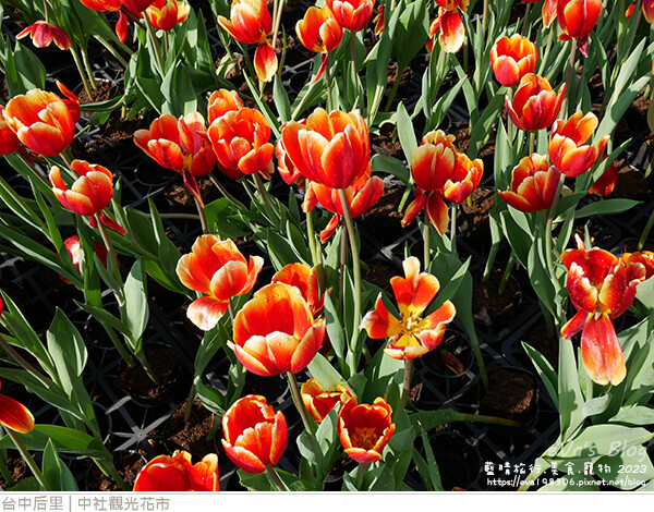 中社觀光花市-26.jpg 中社觀光花市-26.jpg