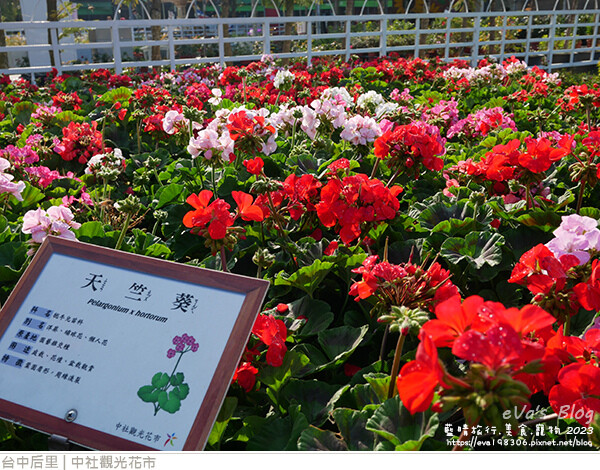 中社觀光花市-97.jpg 中社觀光花市-97.jpg